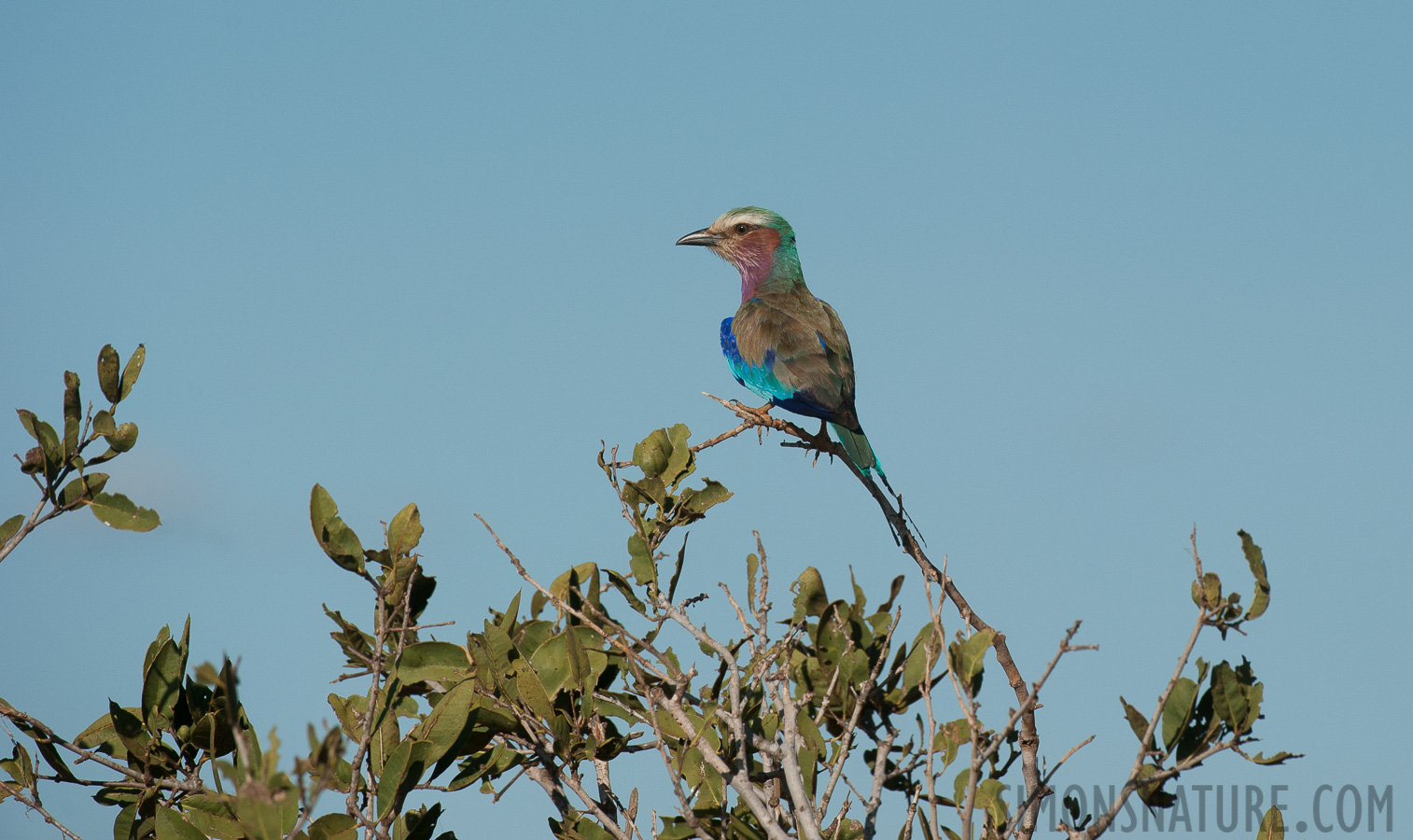 Coracias caudatus lorti [380 mm, 1/2500 Sek. bei f / 8.0, ISO 400]